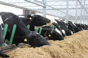 Cow-Welfare Flex Feed Dealer Wille Construction