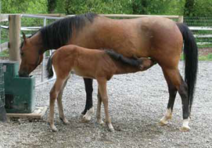 EquiFount Horses