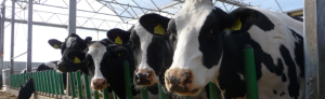 Cow-Welfare Flex Feed™ Sold & Installed by Wille Construction