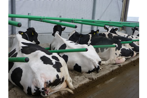 Cow-Welfare Flex Stall 