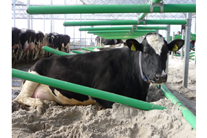 Cow-Welfare Flex Stall 