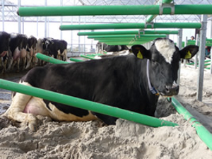 Cow-Welfare Flex Stall Sold By Wille Construction