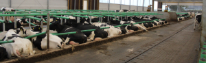 Cow-Welfare Flex Stall Sold and install by wille construction