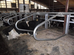 Wide Loop Free Stall Agromatic